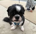 Max photo 1