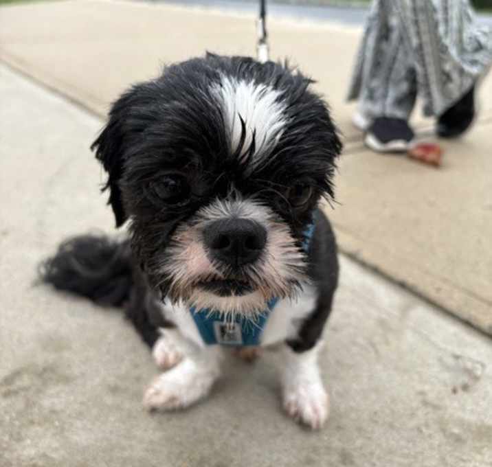 Max photo 1