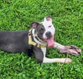 Perdita photo 4