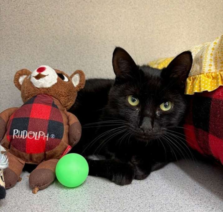 Woodrow photo 2