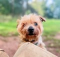Porkchop photo 2