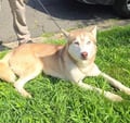 Yukon photo 3