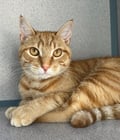 Caramel photo 3
