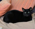 Cocoa (in Foster) photo 2