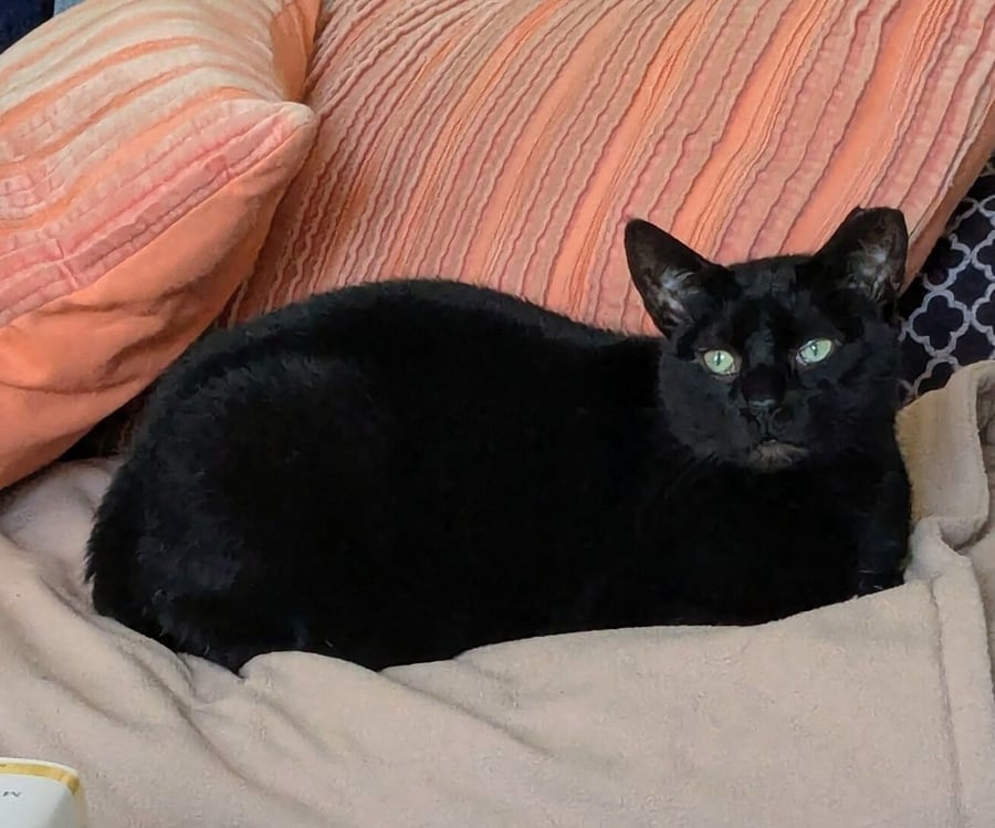 Cocoa (in Foster) photo 2