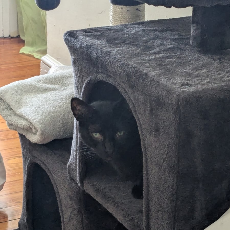 Cocoa (in Foster) photo 6