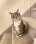 Pokey (bonded With Smokey - In Foster) photo 1