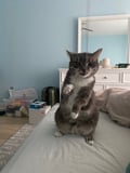 Pokey (bonded With Smokey - In Foster) photo 2