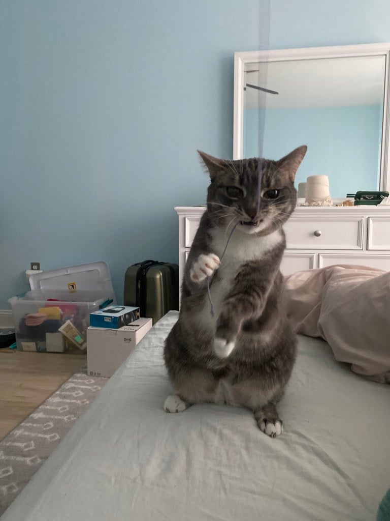 Pokey (bonded With Smokey - In Foster) photo 2