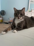 Pokey (bonded With Smokey - In Foster) photo 3