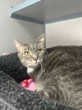 Pokey (bonded With Smokey - In Foster) photo 4