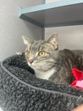 Pokey (bonded With Smokey - In Foster) photo 5