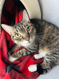 Smokey (bonded With Pokey - In Foster) photo 5