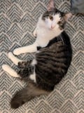 Xander (in Foster) photo 1