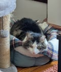 Xander (in Foster) photo 6