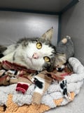 Xander (in Foster) photo 10