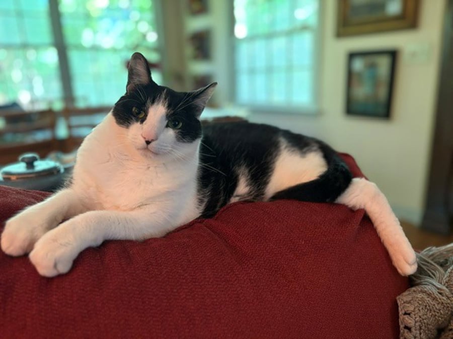 Goliath (in Foster) photo 1