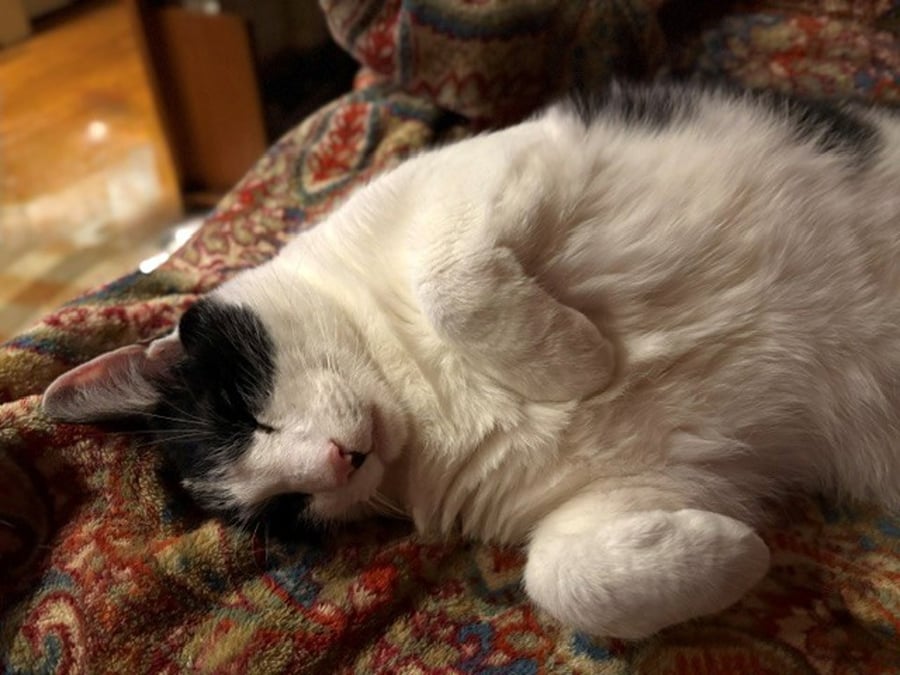 Goliath (in Foster) photo 2